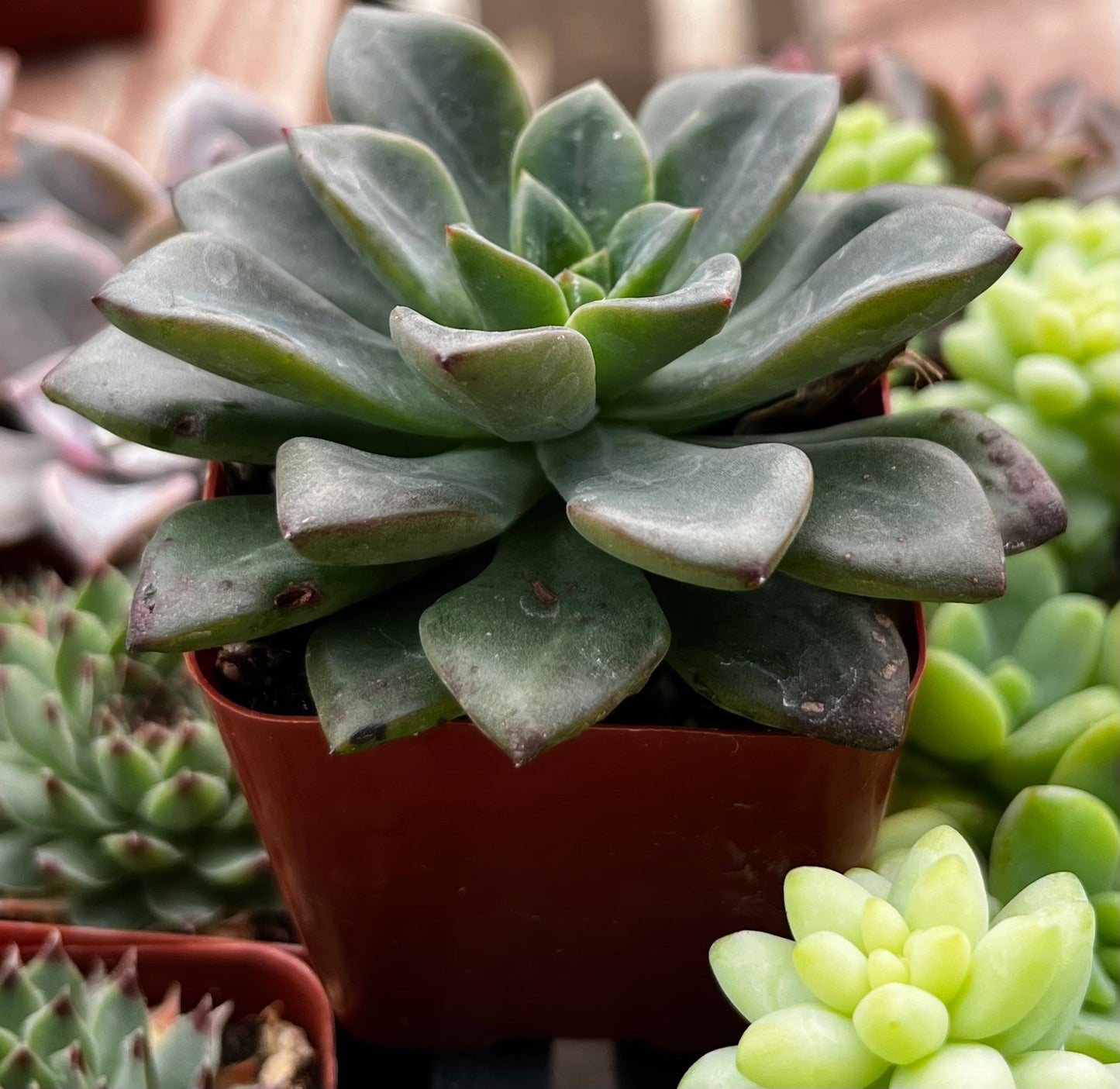 Sedum Spring Glow