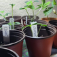 Seedling Transplant Pots