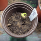 Seedling Transplant Pots