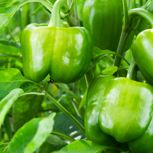 Bell Pepper Seeds