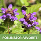 Self-Heal Seed Pouch
