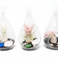 Teardrop Beach Terrariums with Black Sand