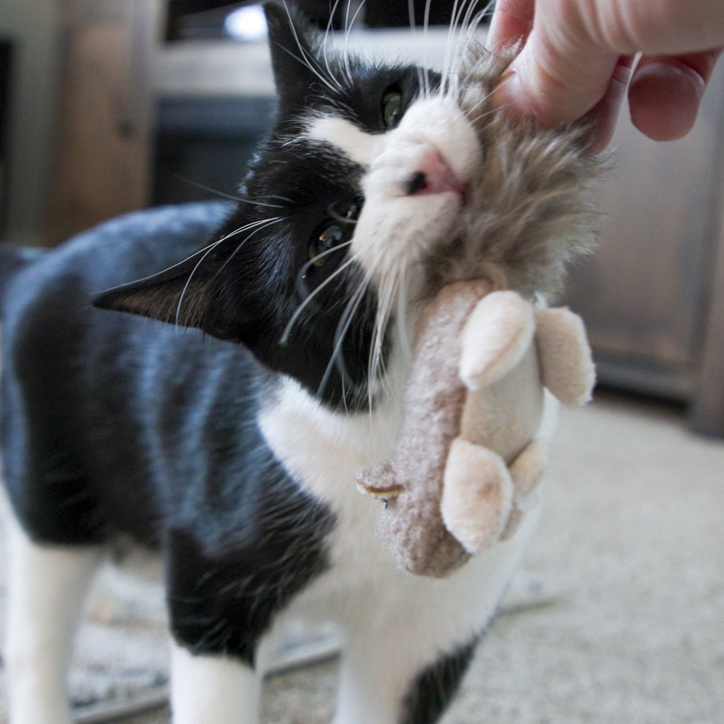 HuggleKats® Wee Fellar Squirrelie Cat Toy