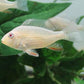 Albino Geophagus Heckelii- Albino Threadfin Acara 2.5"-3"