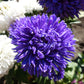 30 Duchess DARK BLUE PAEONY Aster French Peony Callistephus Flower Seeds