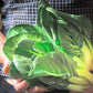 250 BARESE SWISS CHARD White Rib Perpetual Spinach Beta Vulgaris Vegetable Seeds