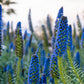 40 Blue PRIDE OF MADEIRA Echium Candicans Fastuosum Nectar Flower Seeds