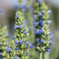 1000 CHIA SAGE / SALVIA Salvia Hispanica Flower Seeds