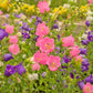 100 MIXED CANTERBURY BELLS - Crown Mix Campanula Medium Flower Seeds