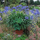 25 BLUE LILY of the NILE Agapanthus Orientalis African Lily Flower Seeds