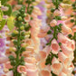 250 APRICOT BEAUTY FOXGLOVE Digiitalis Purpurea Flower Seeds