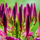 100 VIOLET QUEEN CLEOME Hassleriana Cleome Spinosa Purple Spider Flower Seeds