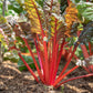 300 RUBY RED SWISS CHARD (Perpetual Spinach) Beta Vulgaris Cicla Vegetable Seeds