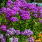 10 Tall PURPLE PHLOX Paniculata Garden Summer Native Hummingbird Flower Seeds
