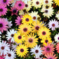 20 MIXED COLORS OSTEOSPERMUM Ecklonis African Cape Daisy Flower Seeds