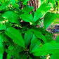 5 MEXICAN BUCKEYE Ungnadia Speciosa Shrub Tree Pink Purple Fragrant Flower Seeds