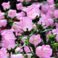 200 Rose Pink CANTERBURY BELLS - CAMPANULA Medium Flower Seeds