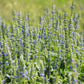 1000 CHIA SAGE / SALVIA Salvia Hispanica Flower Seeds