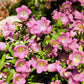 200 Rose Pink CANTERBURY BELLS - CAMPANULA Medium Flower Seeds