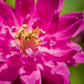 50 Clementine RED DOUBLE COLUMBINE Aquilegia Vulgaris Flower Seeds