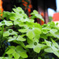100 LIME GREEN NICOTIANA Alata Flowering Tobacco Seeds