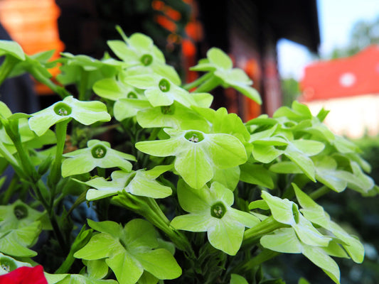 100 LIME GREEN NICOTIANA Alata Flowering Tobacco Seeds