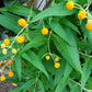 10 ORANGE BALL TREE / Golden Butterfly Bush Buddleja Globosa Shrub Flower Seeds