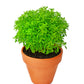 500 DWARF GREEK BASIL Ocimum Basilicum Fragrant Spicy Small Bright Green Leaf Herb Seeds