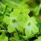 100 LIME GREEN NICOTIANA Alata Flowering Tobacco Seeds