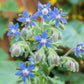 100 Blue Star BORAGE HERB Borago Officinalis Flower Seeds