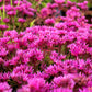 50 PURPLE CARPET SEDUM Spurium Coccineum Groundcover Flower Seeds