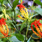10 RED GLORIOSA LILY Flame Lily Gloriosa Superba Red & Yellow Flower Vine Seeds