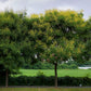10 DWARF GOLDEN RAIN TREE Koelreuteria Paniculata Nana Yellow Flower Seeds