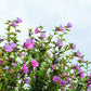 25 Dark Pink ROSE Of SHARON HIBISCUS Syriacus Flower Tree Bush Seeds