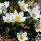 25 WHITE ANEMONE Pulsatilla Vulgaris PASQUE flower Seeds