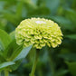 250 GREEN ENVY ZINNIA Elegans Heirloom Chartreuse Double Flower Seeds