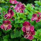 250 TIGER MONKEY Mixed Colors Mimulus Tigrinus Flower Seeds