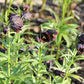 10 CHOCOLATE LILY Black Kamchatka Brown Fritillaria Camschatcensis Flower Seeds