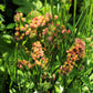 50 APRICOT BEAUTY STATICE Limonium Sinuatum Sea Lavender Flower Seeds