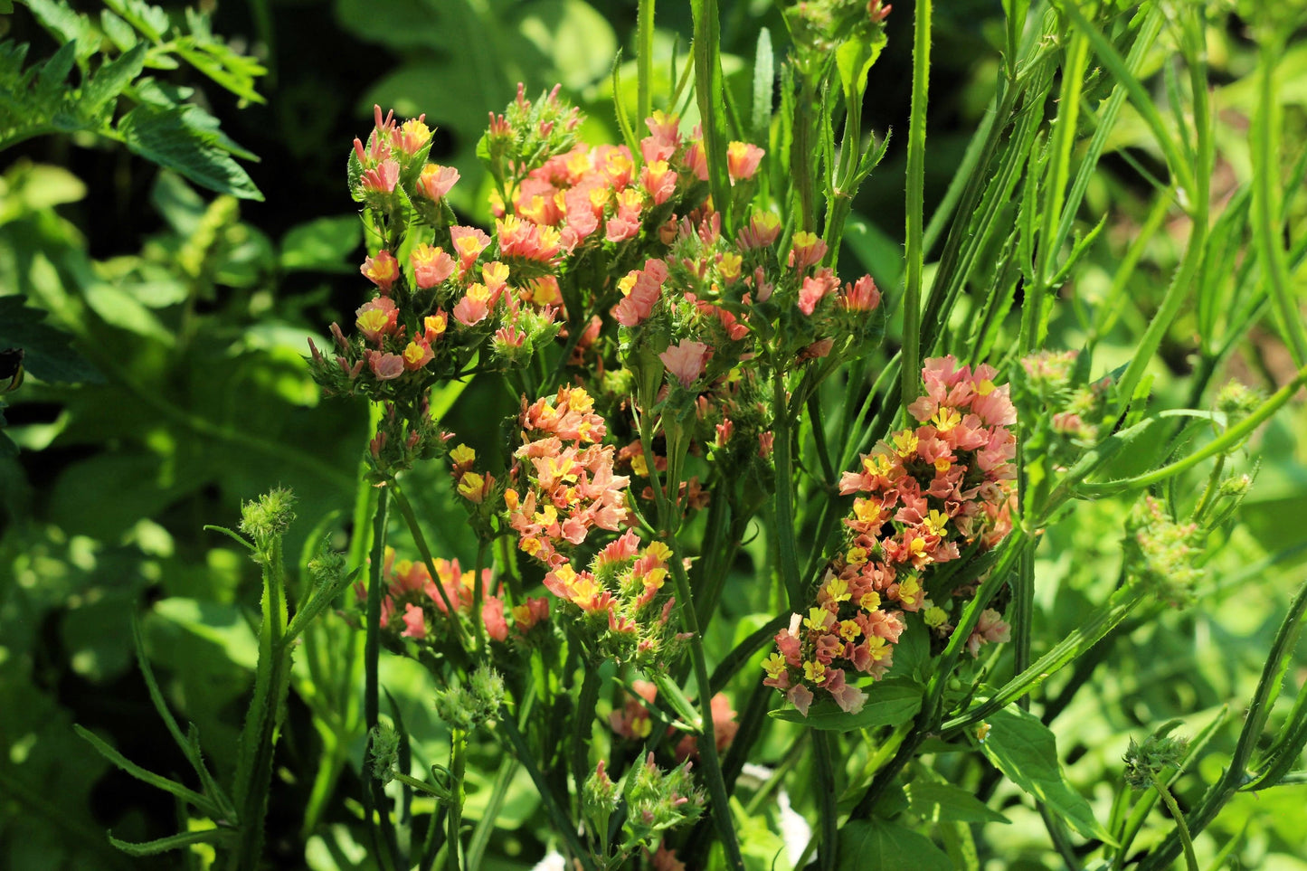 50 APRICOT BEAUTY STATICE Limonium Sinuatum Sea Lavender Flower Seeds