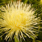 30 YELLOW NEEDLE ASTER Callistephus Chinensis Unicom Flower Seeds
