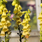 100 YELLOW FOXGLOVE Digitalis Grandiflora Sun or Shade Pollinator aka Large Foxglove or Big-Flowered Foxglove - Flower Seeds