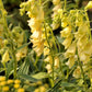 100 YELLOW FOXGLOVE Digitalis Grandiflora Sun or Shade Pollinator aka Large Foxglove or Big-Flowered Foxglove - Flower Seeds
