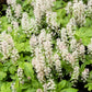20 SUGAR SCOOP FOAMFLOWER White Tiarella Trifoliata Laceflower Flower Seeds