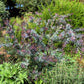 10 PURPLE ACACIA Baileyana Purpurea Fernleaf Mimosa Cootamundra Wattle Tree Yellow Flower Seeds
