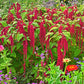 500 LOVE LIES BLEEDING Amaranthus Caudatus (Kiss Me Over The Garden Gate) Flower Seeds