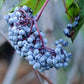 50 BLUE ELDERBERRY Sambucus Cerulea Arizona Blue Elder Tree Shrub Fruit Berry Seeds