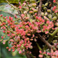 30 CHINESE SUMAC TREE Nutgall White Flowers Red Berries Rhus Chinensis Seeds