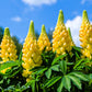 50 GOLDEN LUPINE Lupinus Densiflorus Yellow Hummingbird Flower Seeds