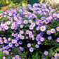 100 PURPLE Smooth Violet PRAIRIE ASTER Aster Tanacetifolia Tahoka Daisy Flower Seeds